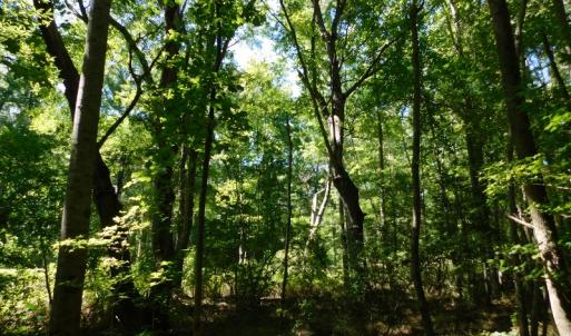 Photo of UNDER CONTRACT!  51.44 Acres of Hunting and Timber Land For Sale in Halifax County NC!