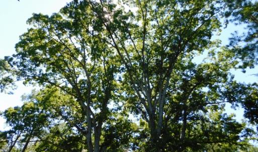 Photo of UNDER CONTRACT!  51.44 Acres of Hunting and Timber Land For Sale in Halifax County NC!