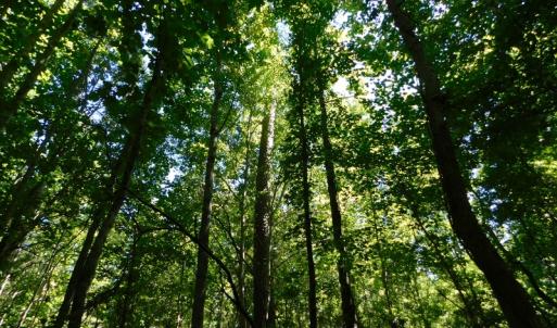 Photo of UNDER CONTRACT!  51.44 Acres of Hunting and Timber Land For Sale in Halifax County NC!