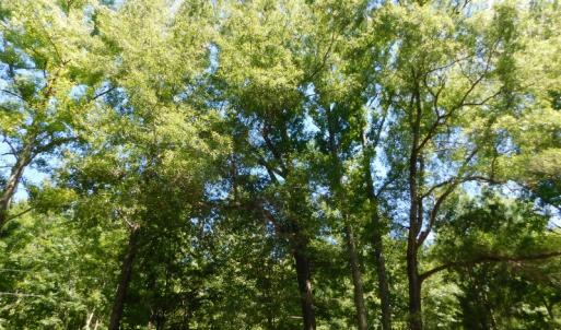 Photo of UNDER CONTRACT!  51.44 Acres of Hunting and Timber Land For Sale in Halifax County NC!
