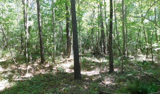 Photo of UNDER CONTRACT!  51.44 Acres of Hunting and Timber Land For Sale in Halifax County NC!