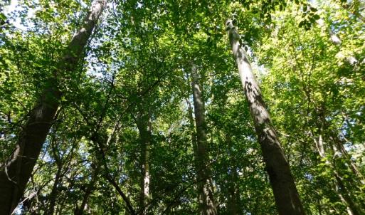 Photo of UNDER CONTRACT!  51.44 Acres of Hunting and Timber Land For Sale in Halifax County NC!