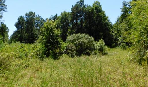Photo of UNDER CONTRACT!  51.44 Acres of Hunting and Timber Land For Sale in Halifax County NC!