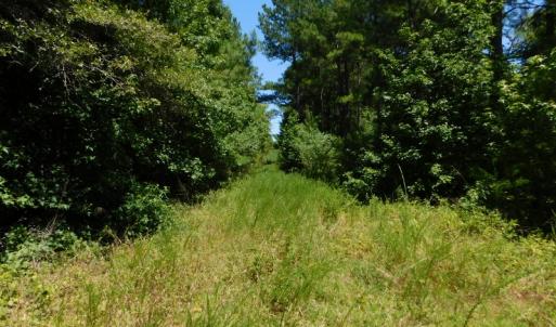Photo of UNDER CONTRACT!  51.44 Acres of Hunting and Timber Land For Sale in Halifax County NC!