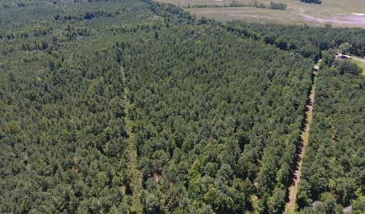 Photo of UNDER CONTRACT!  51.44 Acres of Hunting and Timber Land For Sale in Halifax County NC!