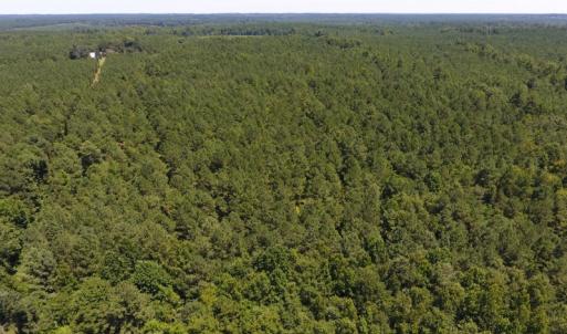 Photo of UNDER CONTRACT!  51.44 Acres of Hunting and Timber Land For Sale in Halifax County NC!