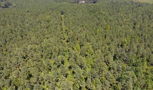 Photo of UNDER CONTRACT!  51.44 Acres of Hunting and Timber Land For Sale in Halifax County NC!