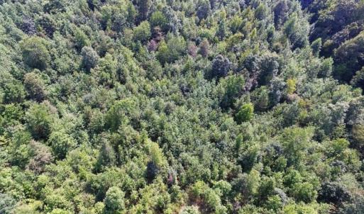 Photo of UNDER CONTRACT!  17 Acres of Hunting and Recreational Land For Sale in Lunenburg County VA!