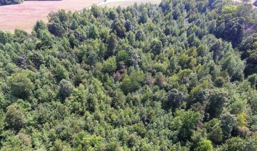 Photo of UNDER CONTRACT!  17 Acres of Hunting and Recreational Land For Sale in Lunenburg County VA!