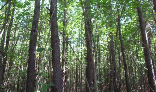 Photo of UNDER CONTRACT!  10 Acres of Residential Timberland Land with Home in Brunswick County VA!