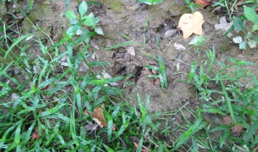 Photo of UNDER CONTRACT!  10 Acres of Residential Timberland Land with Home in Brunswick County VA!