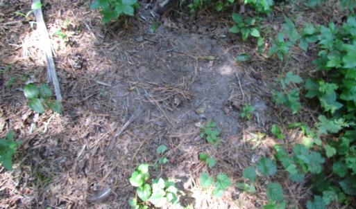 Photo of UNDER CONTRACT!  10 Acres of Residential Timberland Land with Home in Brunswick County VA!