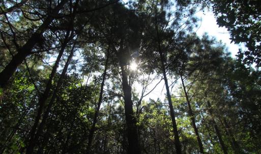 Photo of UNDER CONTRACT!  10 Acres of Residential Timberland Land with Home in Brunswick County VA!