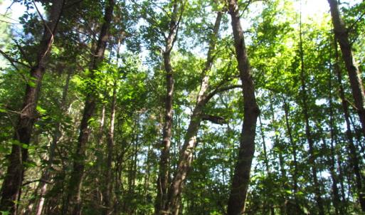 Photo of UNDER CONTRACT!  10 Acres of Residential Timberland Land with Home in Brunswick County VA!