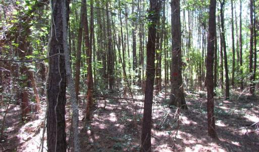 Photo of UNDER CONTRACT!  10 Acres of Residential Timberland Land with Home in Brunswick County VA!