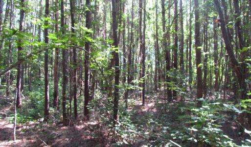 Photo of UNDER CONTRACT!  10 Acres of Residential Timberland Land with Home in Brunswick County VA!