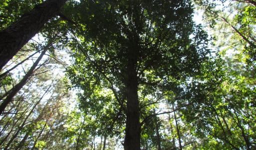 Photo of UNDER CONTRACT!  10 Acres of Residential Timberland Land with Home in Brunswick County VA!