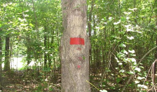 Photo of UNDER CONTRACT!  10 Acres of Residential Timberland Land with Home in Brunswick County VA!