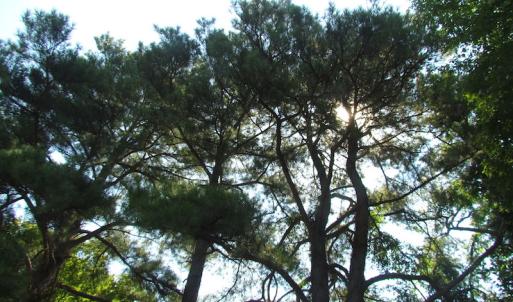 Photo of UNDER CONTRACT!  10 Acres of Residential Timberland Land with Home in Brunswick County VA!