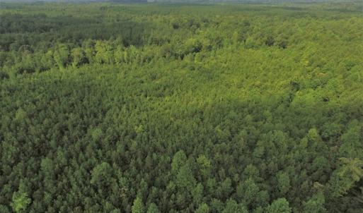 Photo of UNDER CONTRACT!  33.75 Acres of Hunting and Recreational Land For Sale in Brunswick County VA!