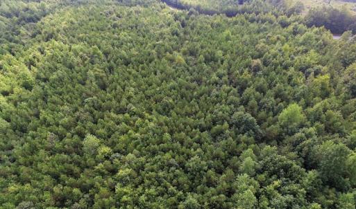Photo of UNDER CONTRACT!  33.75 Acres of Hunting and Recreational Land For Sale in Brunswick County VA!