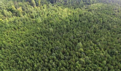 Photo of UNDER CONTRACT!  33.75 Acres of Hunting and Recreational Land For Sale in Brunswick County VA!