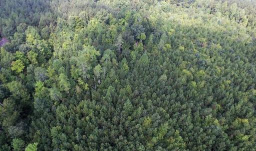 Photo of UNDER CONTRACT!  33.75 Acres of Hunting and Recreational Land For Sale in Brunswick County VA!