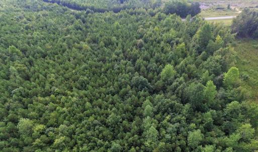 Photo of UNDER CONTRACT!  33.75 Acres of Hunting and Recreational Land For Sale in Brunswick County VA!