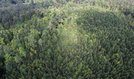 Photo of UNDER CONTRACT!  33.75 Acres of Hunting and Recreational Land For Sale in Brunswick County VA!