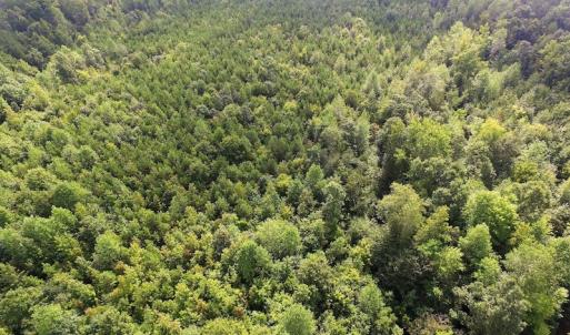 Photo of UNDER CONTRACT!  33.75 Acres of Hunting and Recreational Land For Sale in Brunswick County VA!