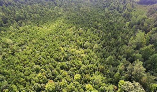 Photo of UNDER CONTRACT!  33.75 Acres of Hunting and Recreational Land For Sale in Brunswick County VA!