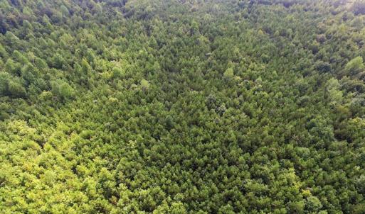 Photo of UNDER CONTRACT!  33.75 Acres of Hunting and Recreational Land For Sale in Brunswick County VA!