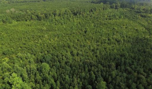 Photo of UNDER CONTRACT!  33.75 Acres of Hunting and Recreational Land For Sale in Brunswick County VA!