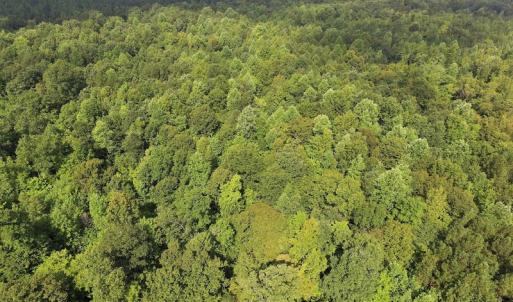 Photo of UNDER CONTRACT!  33.75 Acres of Hunting and Recreational Land For Sale in Brunswick County VA!