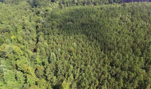 Photo of UNDER CONTRACT!  33.75 Acres of Hunting and Recreational Land For Sale in Brunswick County VA!