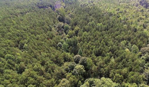 Photo of UNDER CONTRACT!  33.75 Acres of Hunting and Recreational Land For Sale in Brunswick County VA!