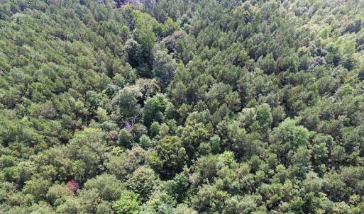 Photo of UNDER CONTRACT!  33.75 Acres of Hunting and Recreational Land For Sale in Brunswick County VA!