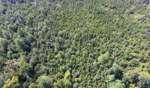 Photo of UNDER CONTRACT!  33.75 Acres of Hunting and Recreational Land For Sale in Brunswick County VA!