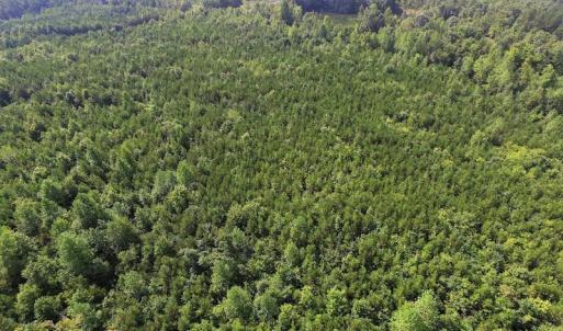 Photo of UNDER CONTRACT!  33.75 Acres of Hunting and Recreational Land For Sale in Brunswick County VA!