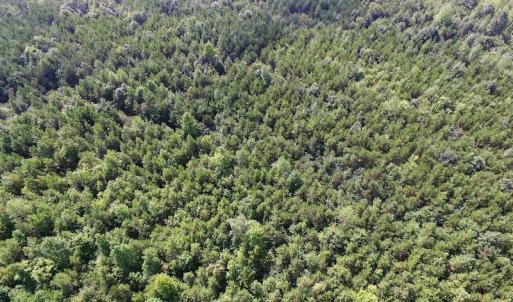 Photo of UNDER CONTRACT!  33.75 Acres of Hunting and Recreational Land For Sale in Brunswick County VA!