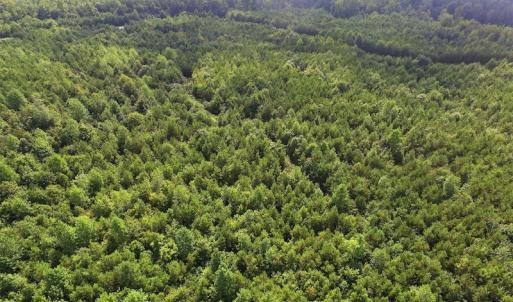 Photo of UNDER CONTRACT!  33.75 Acres of Hunting and Recreational Land For Sale in Brunswick County VA!