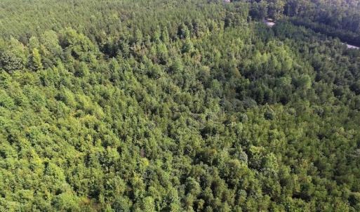Photo of UNDER CONTRACT!  33.75 Acres of Hunting and Recreational Land For Sale in Brunswick County VA!