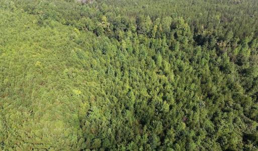 Photo of UNDER CONTRACT!  33.75 Acres of Hunting and Recreational Land For Sale in Brunswick County VA!