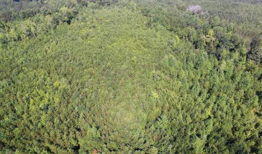 Photo of UNDER CONTRACT!  33.75 Acres of Hunting and Recreational Land For Sale in Brunswick County VA!