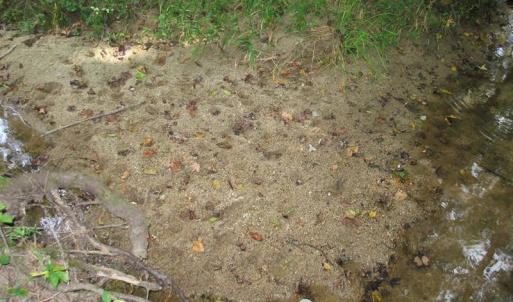 Photo of SOLD!  30.30 Acres of  Farm Land For Sale in Alamance County NC!