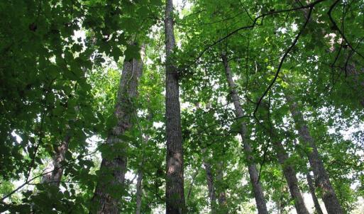 Photo of SOLD!  30.30 Acres of  Farm Land For Sale in Alamance County NC!