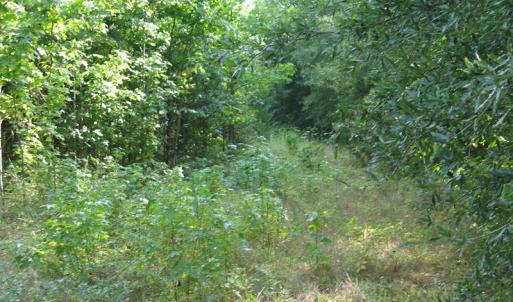 Photo of SOLD!  30.30 Acres of  Farm Land For Sale in Alamance County NC!