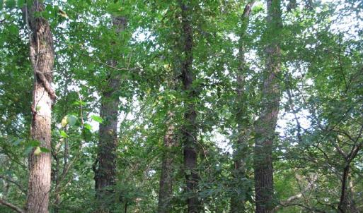 Photo of SOLD!  30.30 Acres of  Farm Land For Sale in Alamance County NC!