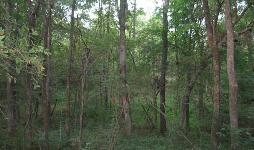 Photo of SOLD!  30.30 Acres of  Farm Land For Sale in Alamance County NC!