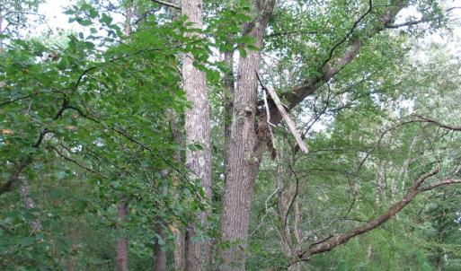 Photo of SOLD!  30.30 Acres of  Farm Land For Sale in Alamance County NC!